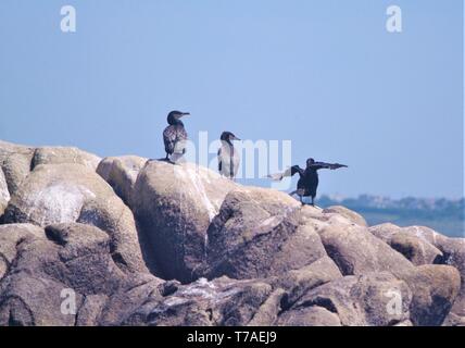 Tre i cormorani su una scogliera; uno di prendere il volo mentre gli altri due guardare. Prese vicino le Isole Scilly. Foto Stock