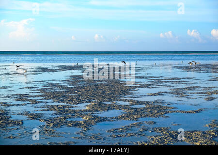 La bassa marea il tramonto o l'alba in Punta Mosquito spiaggia presso l'isola di Holbox in Messico Foto Stock