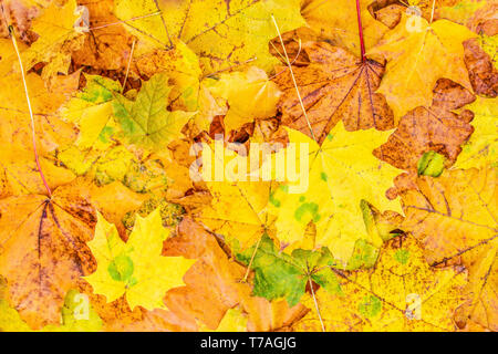 Sullo sfondo di un variopinto caduto foglie di acero. Foto Stock