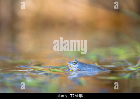 Foto della fauna selvatica del Moro rana arvalis Rana Foto Stock