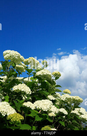 Blooming white Annabelle ortensie e cielo blu con nuvole. Messa a fuoco selettiva. Foto Stock