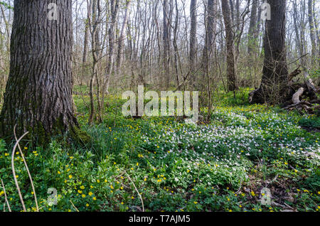 Blossom anemoni in colori bianchi e gialli sul terreno in un bosco di latifoglie Foto Stock