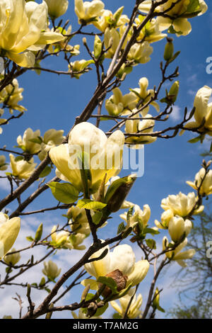 Splendida fioritura degli alberi di Magnolia in Central Park, New York, Stati Uniti d'America Foto Stock