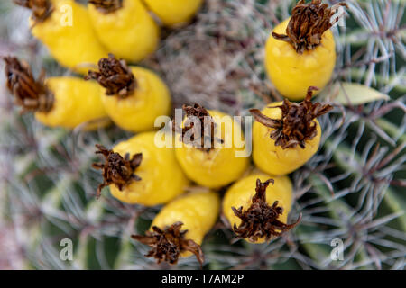 Canna Fishhook cactus (Ferocactus wislizeni) in Tucson, Arizona Foto Stock