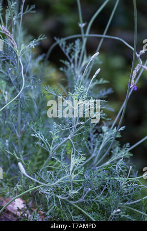 Lavanda a foglia di Fernleaf, lavanda a foglia di Fern lavandula multifida su sfondo naturale Foto Stock