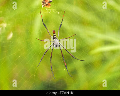 La parte inferiore del grande rosso-zampe Orb-Web Golden Spider (Nephila inaurata) con la presenza di detriti nel centro del web in Watamu, costa del Kenya, Africa orientale Foto Stock