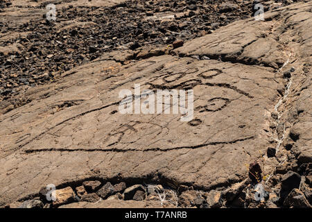 Incisioni rupestri in Waikoloa Campo, sul re's Trail ('Mamalahoa'), vicino a Kona sulla Big Island delle Hawaii. Scolpita nella roccia vulcanica, prima di th Foto Stock