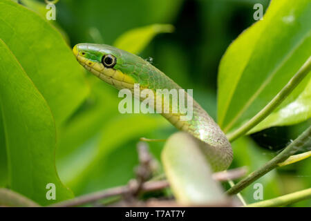 Una ruvida green snake arriva attraverso il verde a Yates mulino Parcheggio contea in Raleigh, North Carolina Foto Stock