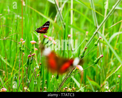 Due scarlet farfalla pavone sull'erba campi nei pressi jardín Colombia, primo piano sfocato Foto Stock