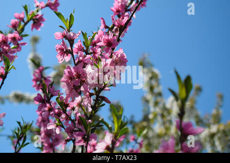 Bella Peach Blossom sulla natura dello sfondo. Pesco in primavera. Foto Stock