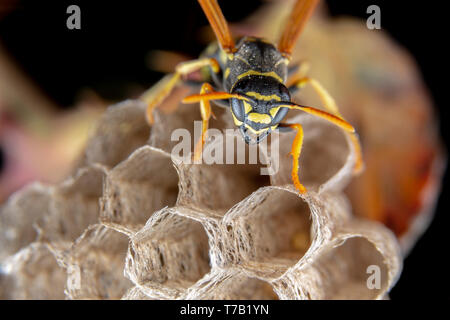 Wiorker femmina Polistes nympha wasp protegge il suo nido da attacchi Foto Stock