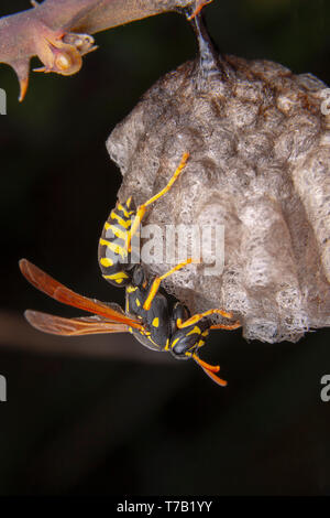 Wiorker femmina Polistes nympha wasp protegge il suo nido da attacchi Foto Stock