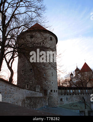 Drammatica Torre di Artiglieria a Kiek in de k k fortificazioni museo della città vecchia medievale di Tallinn, Estonia Foto Stock