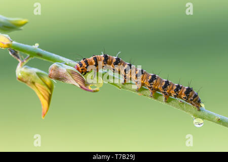 Un ornato Bella falena (Utetheisa ornatrix) caterpillar feed su un Rattlebox (Crotalaria sp.) impianto. Foto Stock