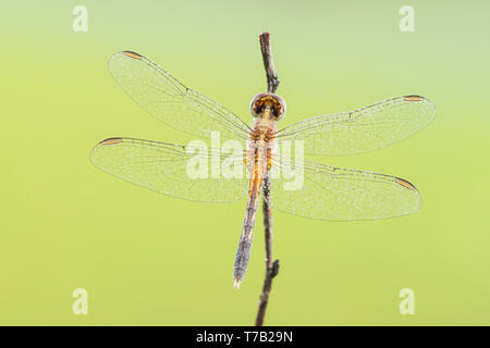 Una rugiada-coperto immaturi poco maschio blu (Dragonlet Erythrodiplax minuscula) attende il sole a riscaldare le ali al mattino presto. Foto Stock