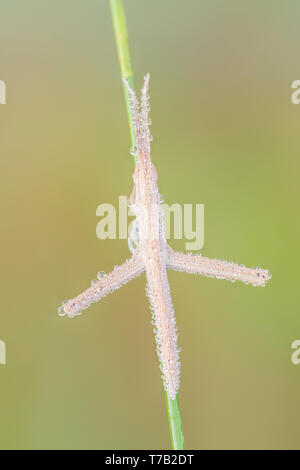 Una sottile rugiada coperte di stuzzicadenti immaturi Grasshopper Mermiria (Gruppo) posatoi su una lama di erba. Foto Stock