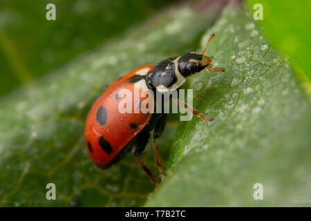 Adonia variegata red ladybug in posa su una foglia verde Foto Stock