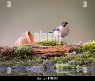 Bullfinch femmina da un pool di riflessione Foto Stock