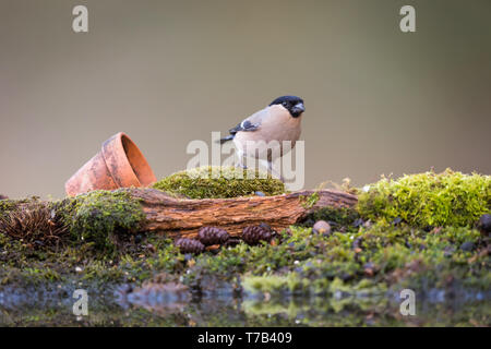 Bullfinch femmina da un pool di riflessione Foto Stock