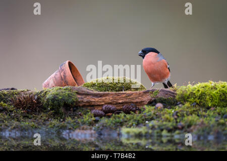 Bullfinch maschio da un pool di riflessione Foto Stock