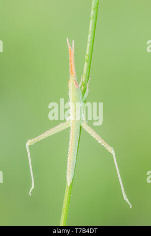 Una rugiada-coperto stuzzicadenti Grasshopper (Mermiria sp.) ninfa posatoi sulla vegetazione nelle prime ore del mattino. Foto Stock