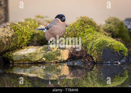 Bullfinch femmina da un pool di riflessione Foto Stock