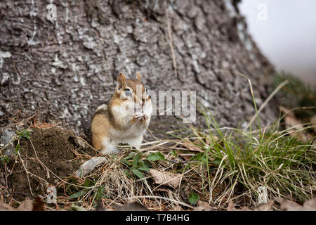 MAYNOOTH, Ontario, Canada - 29 Aprile 2019: Uno Scoiattolo striado (Tamias), parte della famiglia Sciuridae foraggi per il cibo. ( Ryan Carter ) Foto Stock