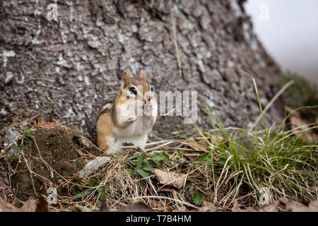 MAYNOOTH, Ontario, Canada - 29 Aprile 2019: Uno Scoiattolo striado (Tamias), parte della famiglia Sciuridae foraggi per il cibo. ( Ryan Carter ) Foto Stock