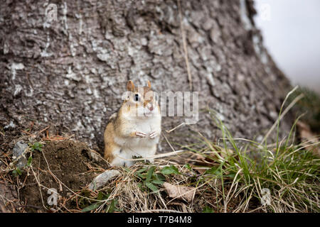 MAYNOOTH, Ontario, Canada - 29 Aprile 2019: Uno Scoiattolo striado (Tamias), parte della famiglia Sciuridae foraggi per il cibo. ( Ryan Carter ) Foto Stock