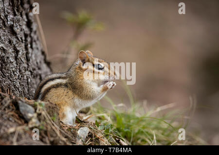 MAYNOOTH, Ontario, Canada - 29 Aprile 2019: Uno Scoiattolo striado (Tamias), parte della famiglia Sciuridae foraggi per il cibo. ( Ryan Carter ) Foto Stock