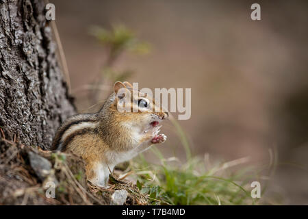 MAYNOOTH, Ontario, Canada - 29 Aprile 2019: Uno Scoiattolo striado (Tamias), parte della famiglia Sciuridae foraggi per il cibo. ( Ryan Carter ) Foto Stock