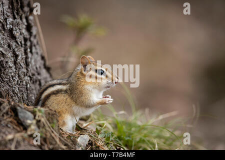 MAYNOOTH, Ontario, Canada - 29 Aprile 2019: Uno Scoiattolo striado (Tamias), parte della famiglia Sciuridae foraggi per il cibo. ( Ryan Carter ) Foto Stock