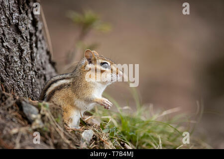 MAYNOOTH, Ontario, Canada - 29 Aprile 2019: Uno Scoiattolo striado (Tamias), parte della famiglia Sciuridae foraggi per il cibo. ( Ryan Carter ) Foto Stock