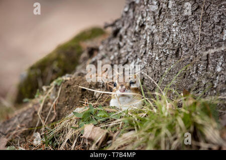 MAYNOOTH, Ontario, Canada - 29 Aprile 2019: Uno Scoiattolo striado (Tamias), parte della famiglia Sciuridae foraggi per il cibo. ( Ryan Carter ) Foto Stock