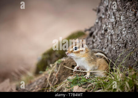 MAYNOOTH, Ontario, Canada - 29 Aprile 2019: Uno Scoiattolo striado (Tamias), parte della famiglia Sciuridae foraggi per il cibo. ( Ryan Carter ) Foto Stock