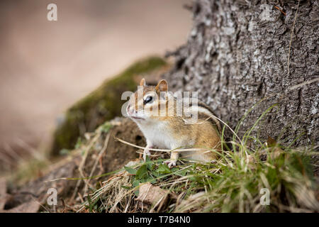 MAYNOOTH, Ontario, Canada - 29 Aprile 2019: Uno Scoiattolo striado (Tamias), parte della famiglia Sciuridae foraggi per il cibo. ( Ryan Carter ) Foto Stock