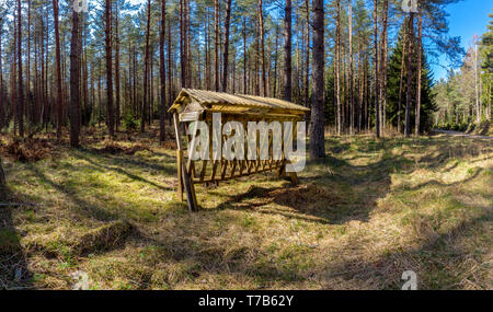 Alimentatore di cervo in foresta ostergotland, Svezia Foto Stock