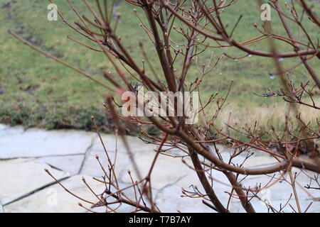 Sanguinello rami in una piovosa giornata di primavera Foto Stock