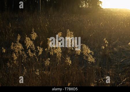 Sun riflettendo in dry bents ed erba dal mare in spiaggia al tramonto. Foto Stock