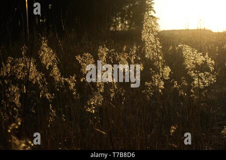 Sun riflettendo in dry bents ed erba dal mare in spiaggia al tramonto. Foto Stock