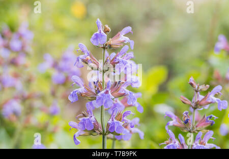 Fiori di salvia dettaglio di salvia officinalis che cresce in un campo in primavera Foto Stock