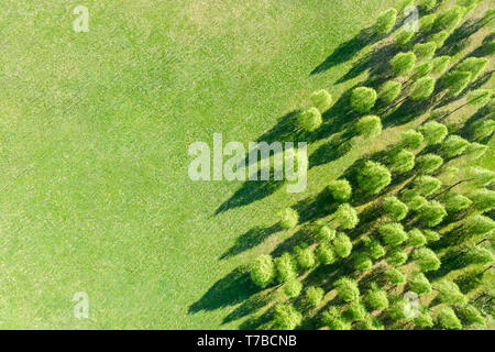 Vista superiore della molla grove con alberi di fresco e le loro ombre sul prato verde durante la giornata di sole Foto Stock