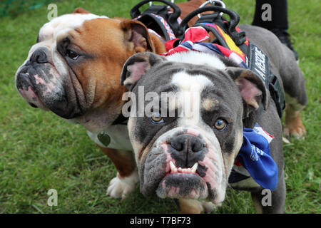 Bulldog Inglese Cane Di Salvataggio Foto Stock Alamy