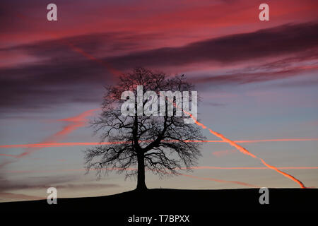 Archiviato - 25 gennaio 2018, Münsing: nuvole colorate di rosso da sunrise può essere visto dietro una quercia di Münsing. Il tasso globale di estinzione delle specie è attualmente dieci per cento volte superiore alla media degli ultimi dieci milioni di anni e continua a salire, secondo il documento sui punti chiave presentata dalla biodiversità mondiale Consiglio IPBES a Parigi il 6 maggio 2019. Per un periodo di tre anni, gli esperti avevano esaminato 15.000 fonti di letteratura e poi riassunti i loro risultati su 40 pagine spaventosa. Presso la maggior parte dei siti, il numero di specie native era già scesa da 20 percento. Per contrasto, il numero di Foto Stock