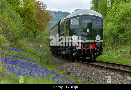 Bury, Lancashire, Regno Unito. Il 6 maggio, 2019. Nuvoloso con tempo freddo su questo lunedì festivo per i visitatori della East Lancashire Railway a Bury, Lancashire. Il volontario eseguire corse ferroviarie un servizio completo sia di vapore e treni diesel passato un tappeto di Bluebells a bave Country Park, Bury. Foto di credito: Paolo Heyes/Alamy Live News Foto Stock