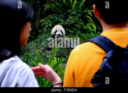 (190506) -- TAIPEI, 6 maggio 2019 (Xinhua) -- i turisti visualizza il panda gigante al Taipei Zoo di Taipei, a sud-est della Cina di Taiwan, 6 maggio 2019. A Taipei Zoo, le due panda giganti Tuantuan (maschio) e Yuanyuan (femmina) hanno richiamato la grande folla desiderosa di intravedere la tozza Porta attraverso gli ultimi dieci anni. Le due panda giganti sono stati inviati a Taiwan dalla Cina nel tardo 2008. In 2013, Tuantuan Yuanyuan e ha avuto un bambino chiamato Yuanzai. (Xinhua/Zhang Guojun) Foto Stock