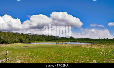 Panorama di un lago ghiacciate e palude paludosa in una radura nel sud della foresta di faggio visto su un trek da Coyhaique in Patagonia cilena. Foto Stock