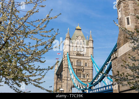 Il Tower Bridge con fiore bianco fiore Londra in primavera. Foto Stock
