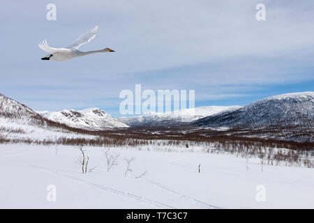 Un singolo whooper swan vola attraverso una valle. Paesaggio Innevato e sole. Foto Stock