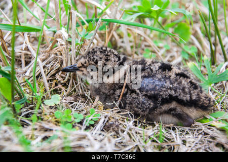 Pavoncella chick seduto in erba - primo piano Foto Stock